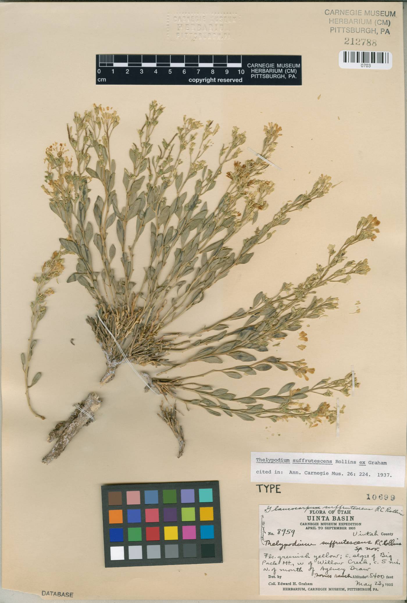 Thelypodium suffrutescens image