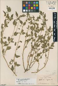 Physalis chenopodifolia image