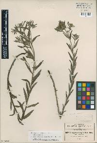 Image of Lithospermum calcicola
