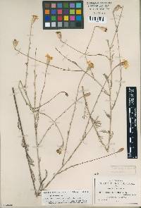 Image of Tagetes stenophylla