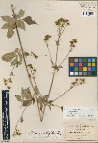 Bidens mollifolia image