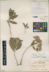 Image of Vernonia albicaulis