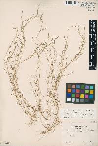 Image of Muhlenbergia bryophilus