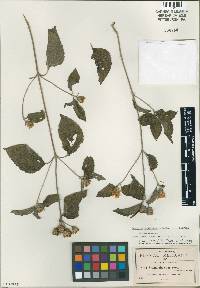Image of Lasianthaea squarrosa