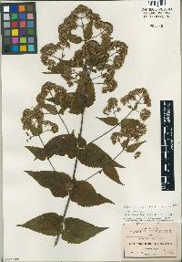 Image of Koanophyllon longifolia