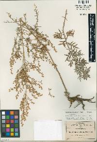 Image of Artemisia redolens