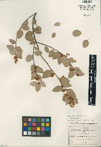 Image of Litsea pedicellata