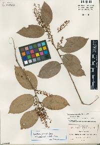 Image of Gaultheria acuminata