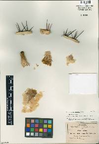 Image of Echinocactus platyacanthus