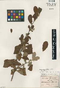 Image of Cercocarpus pringlei
