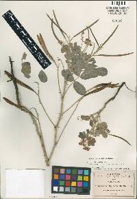 Image of Cassia longicoma