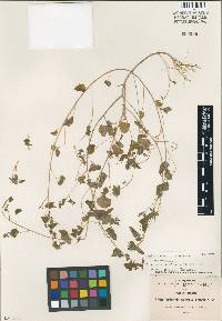Image of Euphorbia calcicola