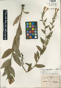 Image of Lithospermum oblongifolium