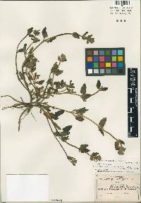 Image of Salvia fluviatilis