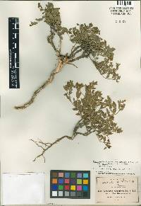 Image of Menodora helianthemoides