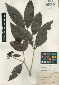 Image of Syzygium calleryanum