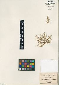 Crassula viridis image