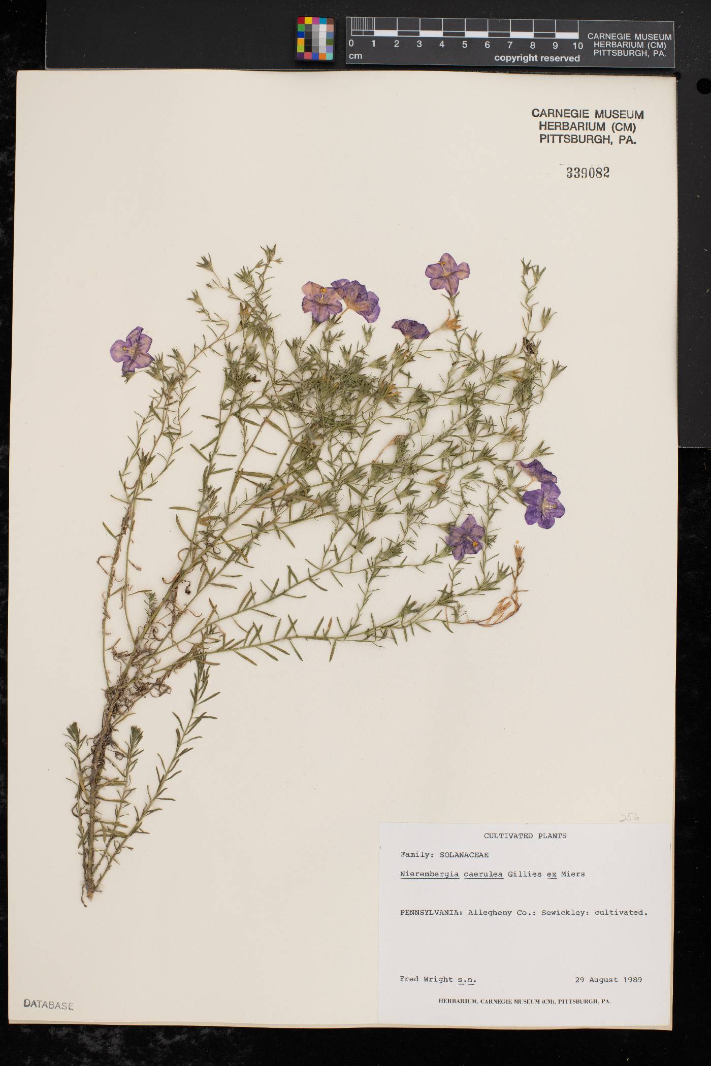 Nierembergia caerulea image