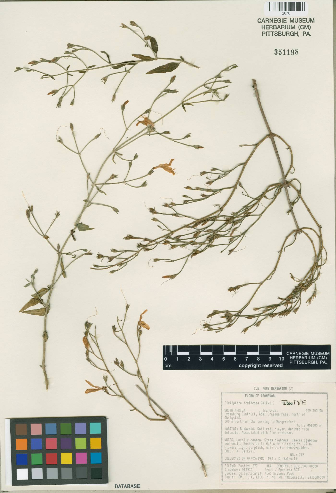Dicliptera fruticosa image