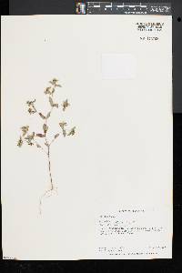 Euphorbia nutans image