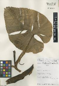 Image of Philodendron hederaceum