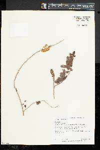 Image of Prosopis cineraria