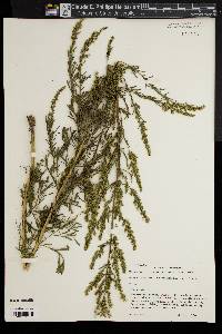 Artemisia capillaris image