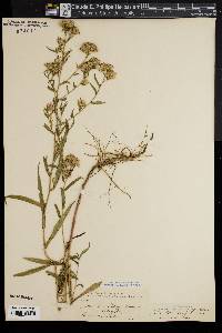 Symphyotrichum novi-belgii var. elodes image