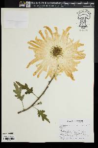 Chrysanthemum morifolium image
