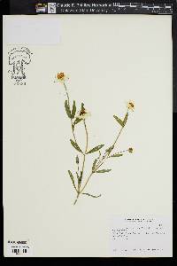 Image of Zinnia angustifolia