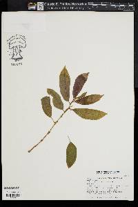 Image of Begonia arborescens