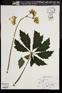 Image of Begonia caroliniifolia