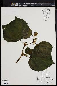 Image of Begonia convolvulacea