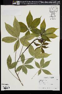 Image of Ceiba erianthos