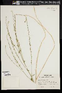 Image of Crambe abyssinica