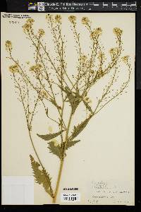 Image of Nasturtium armoracia