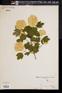 Image of Viburnum roseum