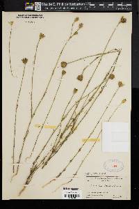 Image of Dianthus prolifer