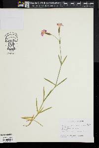 Image of Dianthus gratianopolitanus