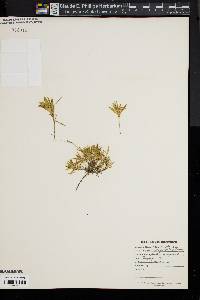 Image of Dianthus plumarius