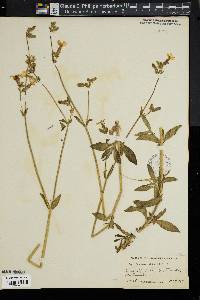 Lychnis dioica image