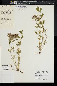 Image of Saponaria ocymoides