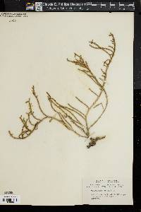 Image of Salicornia ambigua