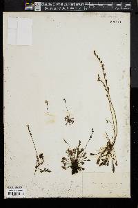 Image of Drosera longifolia