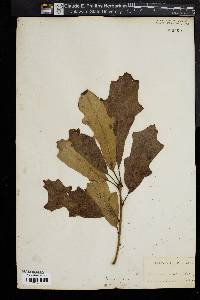Image of Quercus aquatica