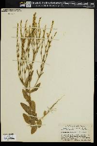 Image of Centaurium spicatum