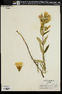 Gentiana parviflora image