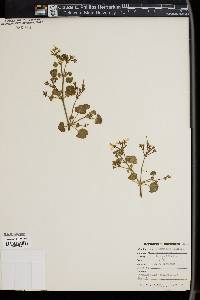 Image of Pelargonium fragrans