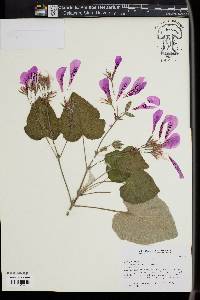 Image of Pelargonium cordifolium