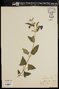 Salvia patens image
